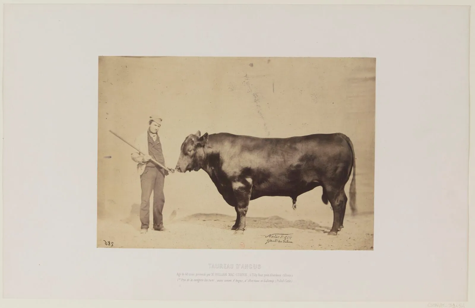 Taureau d'Angus // Agé de 48 mois, présenté par M. William Mac-Combie, à Tilly…