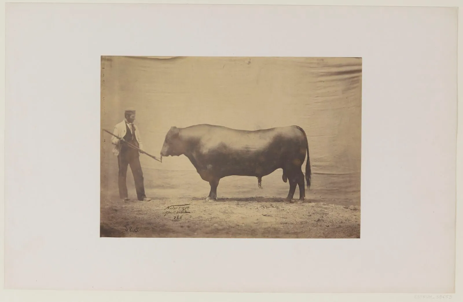 [Taureau d'Angus. Agé de 48 mois, présenté par M. William Mac-Combie, à Tilly four,…