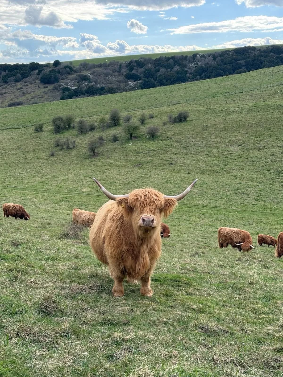 Cultural archive image of “Highland cows, or “heilan coos,” are the oldest registered cattle breed in the world, w…”, associated with Outer Hebrides.