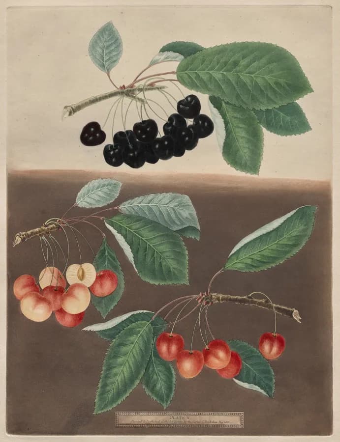 Cultural archive image of “Pomona Britannica: No. 10 - Cherries”, catalogued as England, dating to 1805, published 1812, associated with England.