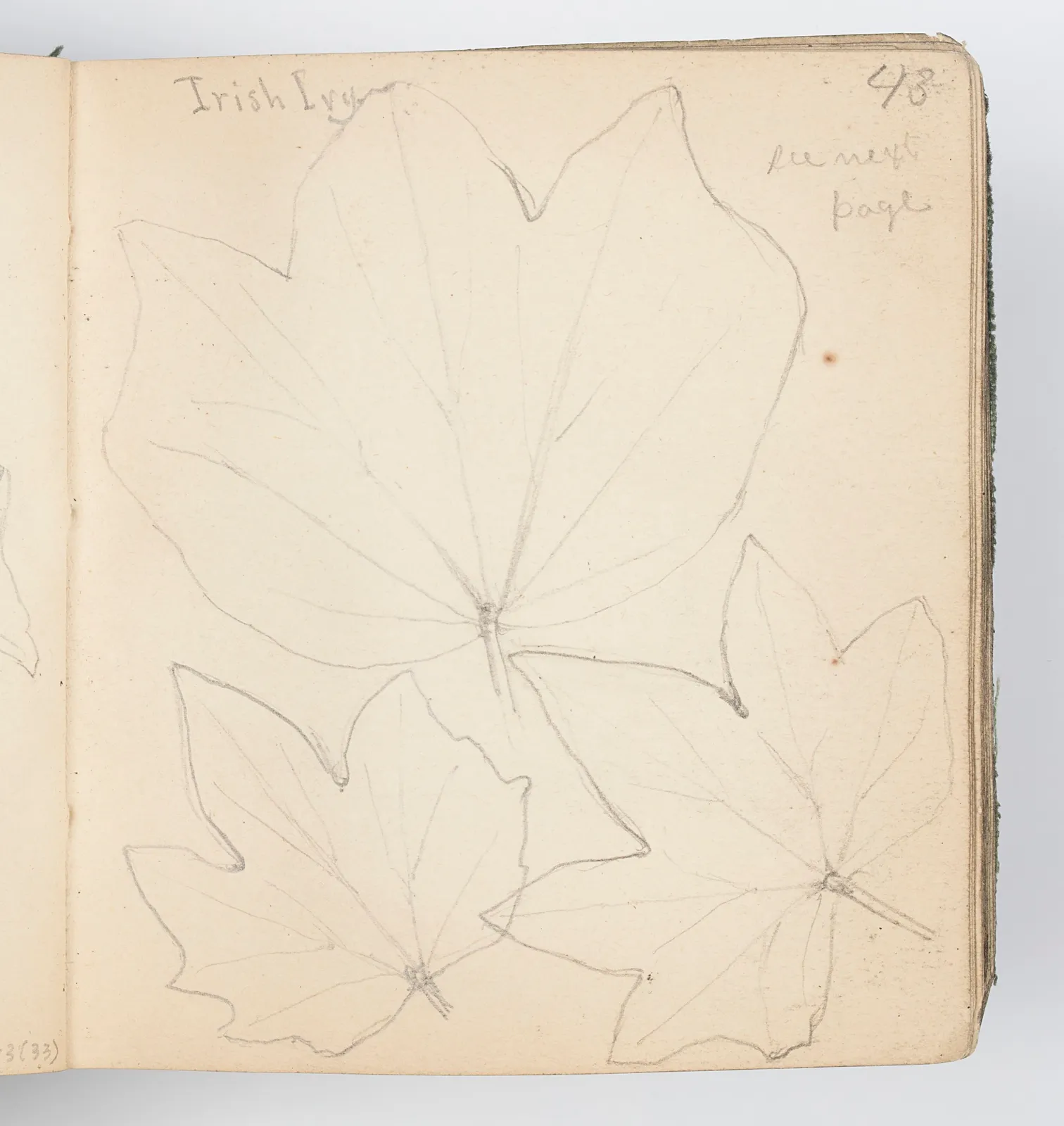Sketchbook Page: Irish Ivy Leaves