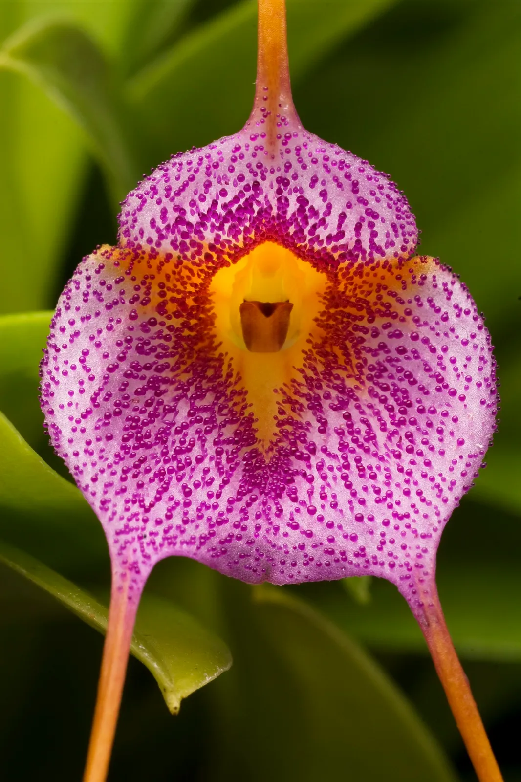 Masdevallia Celtic Frost