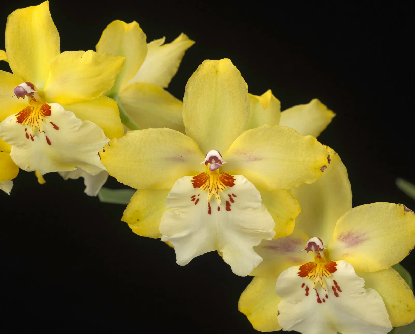 × Oncidopsis Celtic Sun 'Maya'