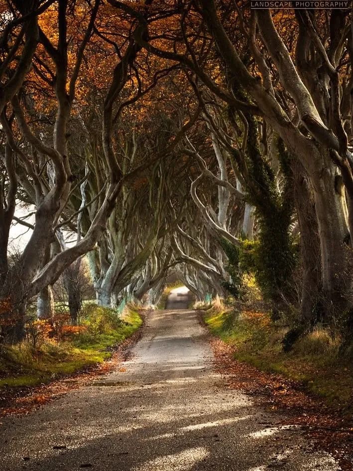 Cultural archive image of “The Dark Hedges are an avenue of beech trees on Bregagh Road in County Antrim, planted…”, associated with Antrim.